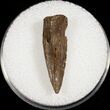Cretaceous Crocodilian (Leidyosuchus) Claw #13614-1